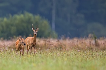 Red & Roe Deer