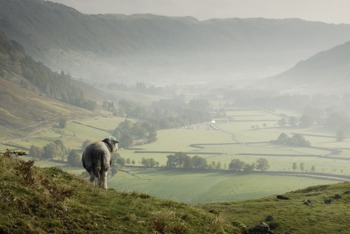 Sheep looking out over Great Langdale