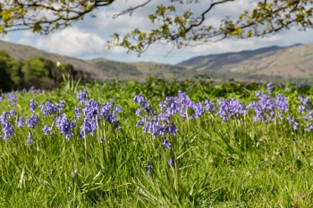 Spring bluebells in Patterdale