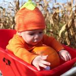 Pumpkin Picking at Walby Farm Park