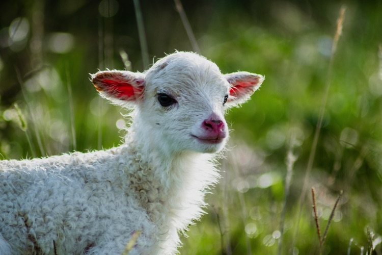 lamb
