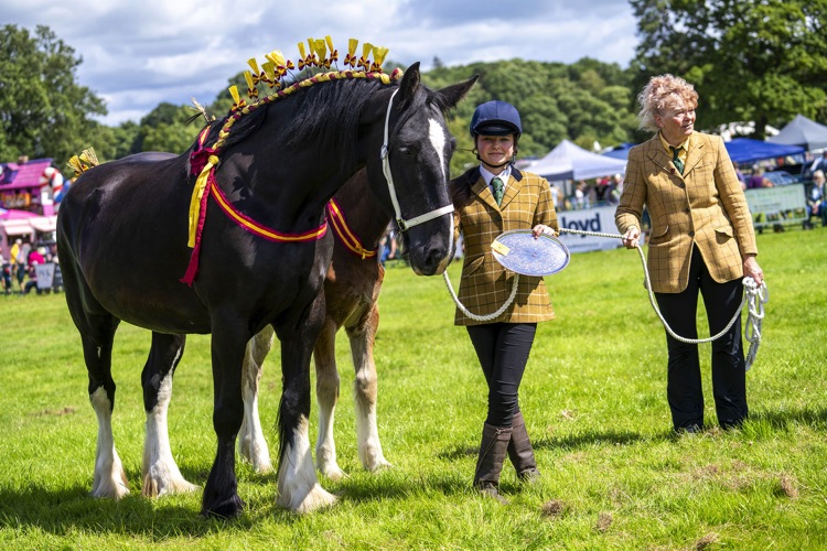 skelton show horses