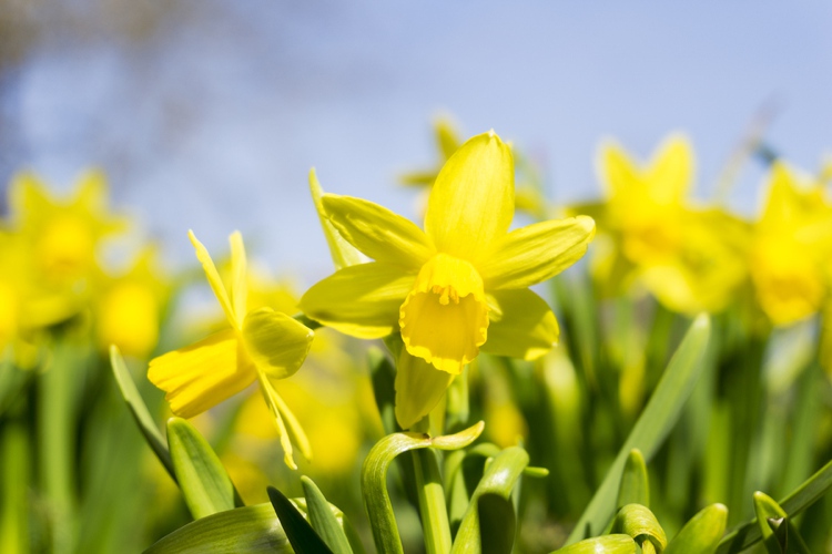 Daffodils blurred background
