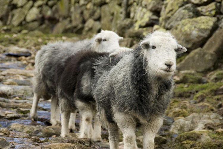 Herwick Sheep