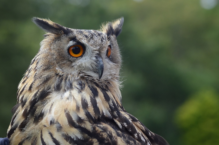 Lake District Owl