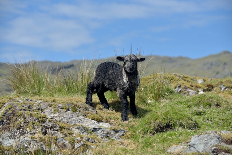 Lamb in the Lake District March 2019