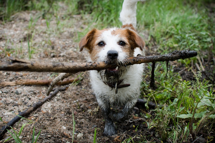 Muddy Jack Russell Terrier