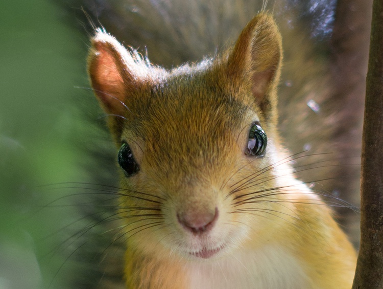 Closeup of a Red Squirrel