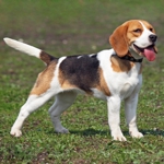 Show beagle