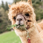 An alpaca eating grass