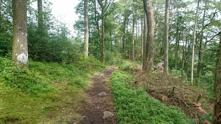 The Woodland Path