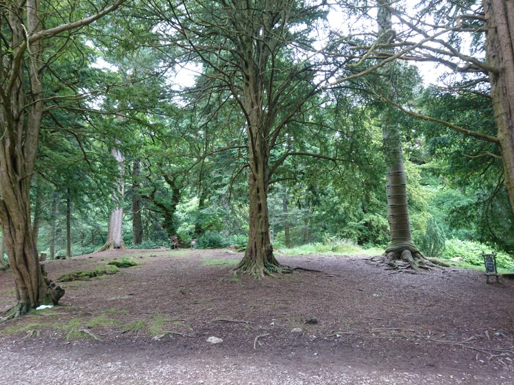 Trees in the Arboretum