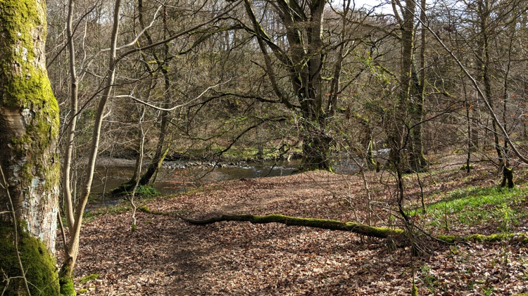 The Woodland and the River